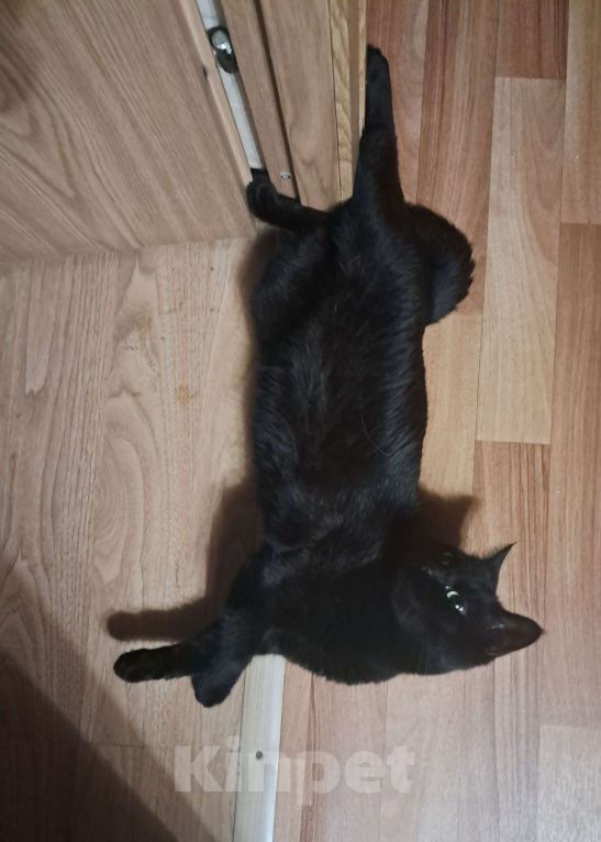 Кошки в других городах Ленинградской области: Пропал кот черный  Мальчик, 5 000 руб. - фото 3