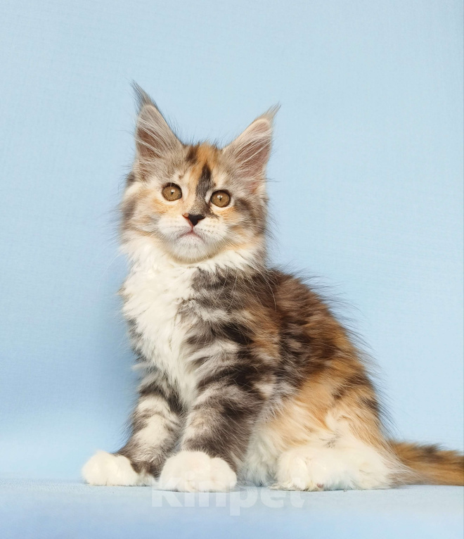 Кошки в Москве: Котята Мейн-Кун из питомника Девочка, 50 000 руб. - фото 6