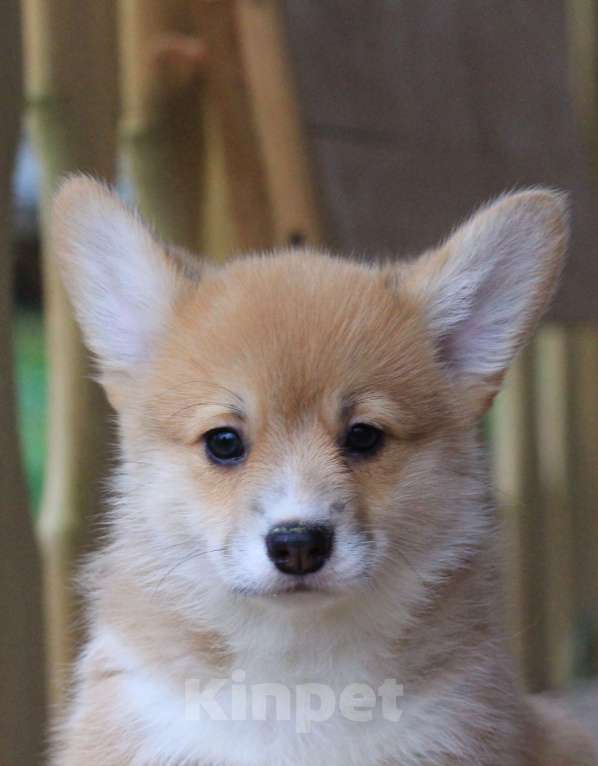 Собаки в Москве: Amansi Je t'aime Девочка, 70 000 руб. - фото 5