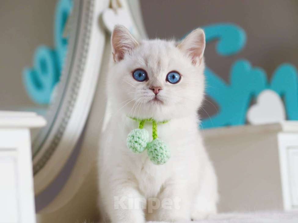 Кошки в Владивостоке: Британский котенок. Золотой поинт Мальчик, 130 000 руб. - фото 1