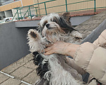 Собаки в Москве: Найдена собака около ТЦ Александр Девочка, Бесплатно - фото 1