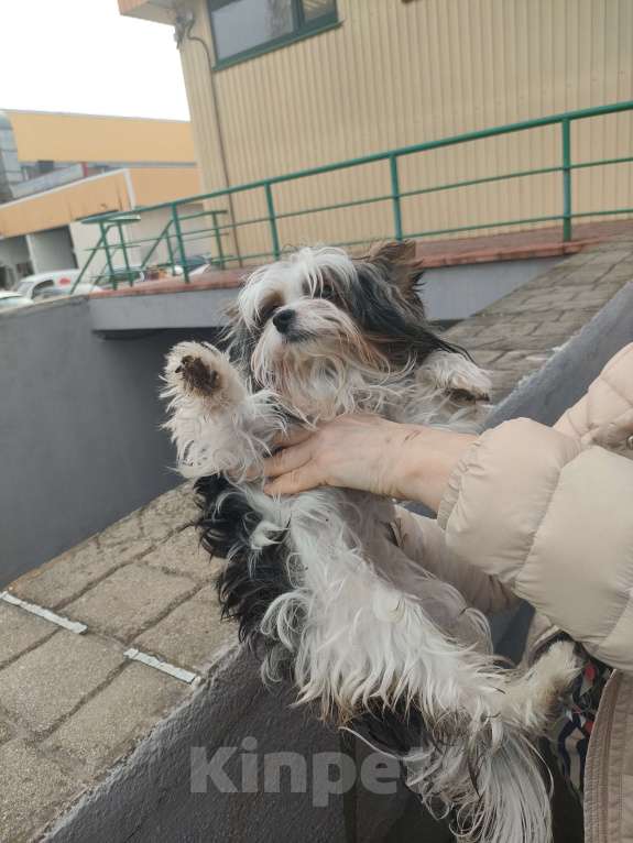 Собаки в Москве: Найдена собака около ТЦ Александр Девочка, Бесплатно - фото 1
