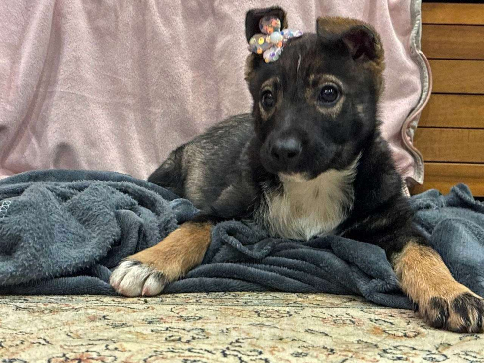 Собаки в Москве: Очаровательная малышка в поиске дома. Девочка, Бесплатно - фото 2