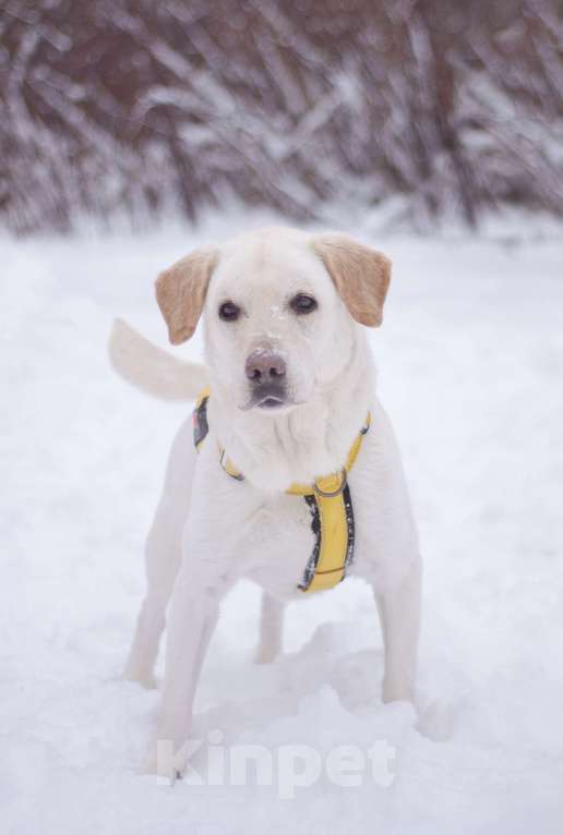 Собаки в Москве: Его выбросили хозяева, но Луни не утратил веру в лбдей Мальчик, Бесплатно - фото 3