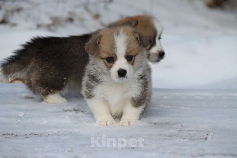 Собаки в Одинцово: Вельш Корги Пемброк Девочка, 60 000 руб. - фото 4
