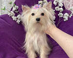 Собаки в Москве: Золотой йорк мини девочка подрощенная Девочка, 80 000 руб. - фото 10