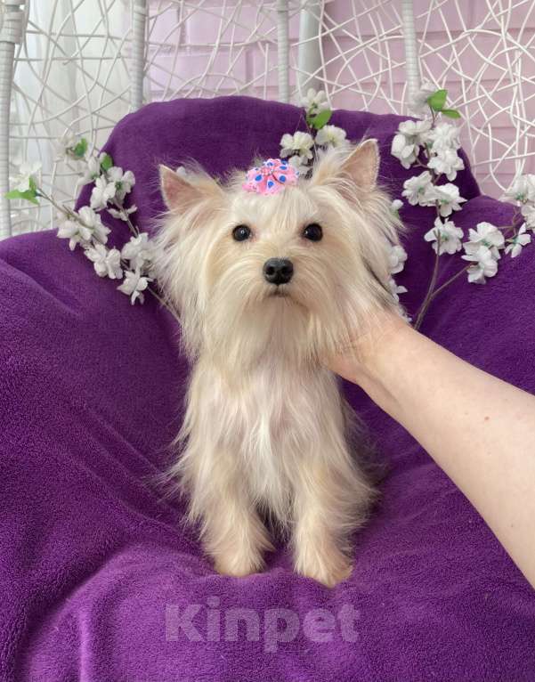 Собаки в Москве: Золотой йорк мини девочка подрощенная Девочка, 80 000 руб. - фото 10