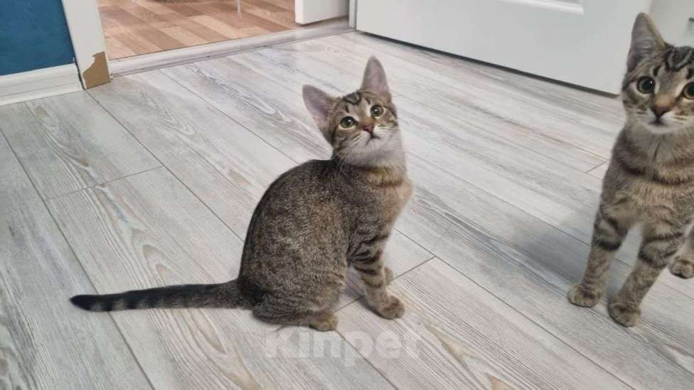 Кошки в Москве: Сина и Жан  Девочка, Бесплатно - фото 1