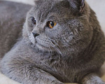Кошки в Москве: Ищет дом ласковый котик Мальчик, Бесплатно - фото 4