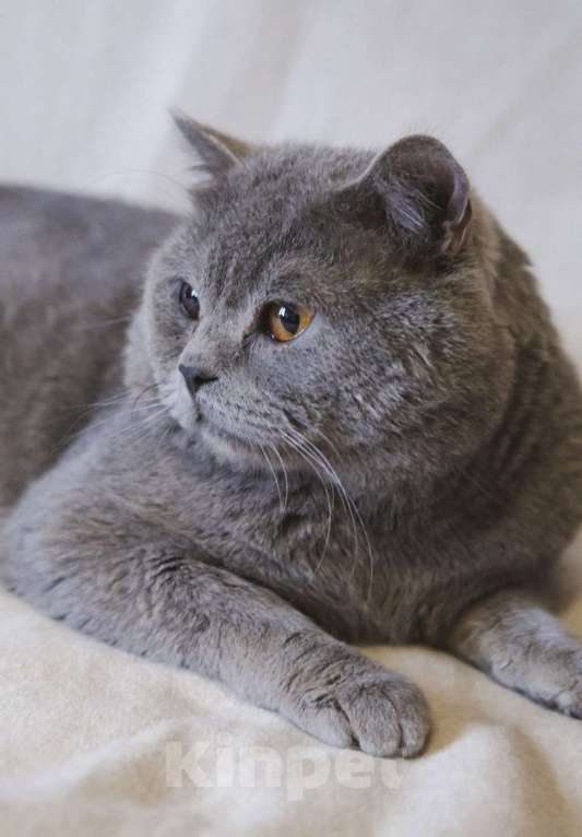 Кошки в Москве: Ищет дом ласковый котик Мальчик, Бесплатно - фото 4