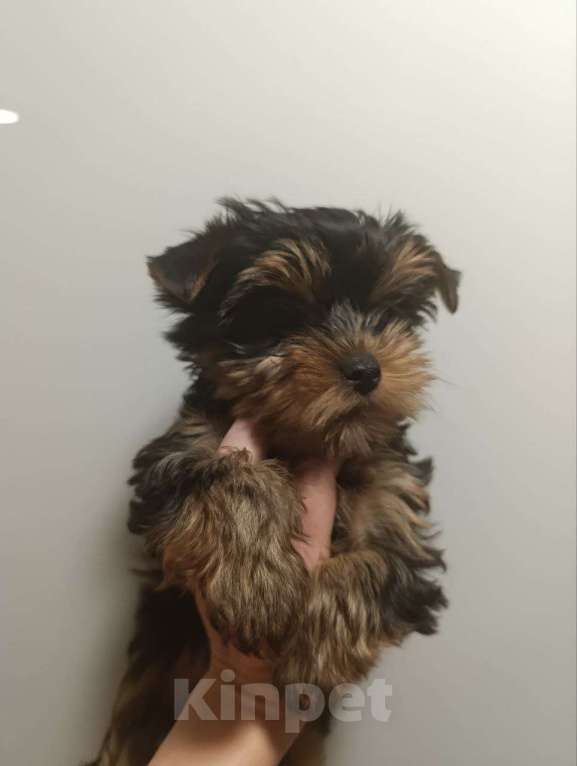 Собаки в Новосибирске: Йорики Девочка, 40 000 руб. - фото 1