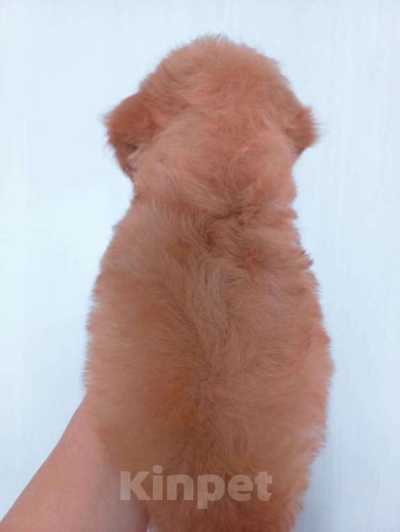 Собаки в Москве: Продам крпсавицу девочку той-пуделя Девочка, 85 000 руб. - фото 4