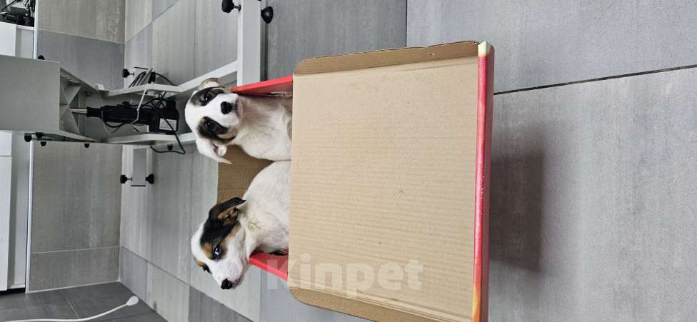 Собаки в Москве: Маленькая путешественница Девочка, Бесплатно - фото 4