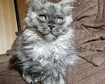 Кошки в Челябинске: Кошка Девочка, 80 000 руб. - фото 1