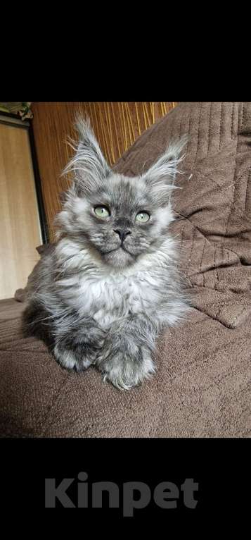 Кошки в Челябинске: Кошка Девочка, 80 000 руб. - фото 1