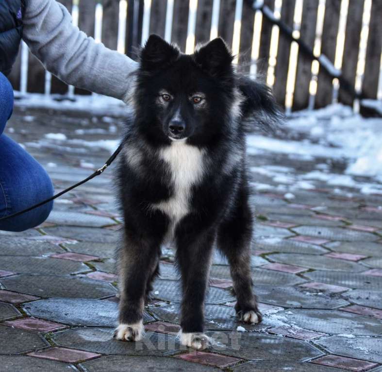 Собаки в Москве: Ненецкая оленегонная лайка. Кобель YUYDI. Мальчик, 60 000 руб. - фото 3