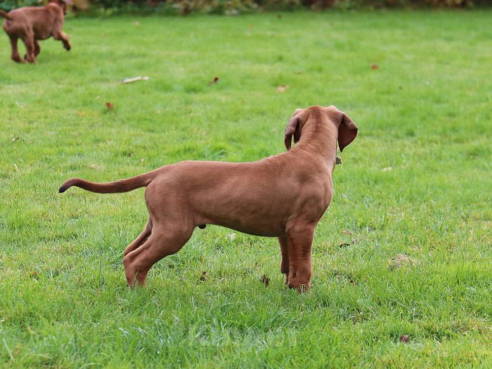 Собаки в Москве: Щенки родезийского риджбека Мальчик, 45 000 руб. - фото 3