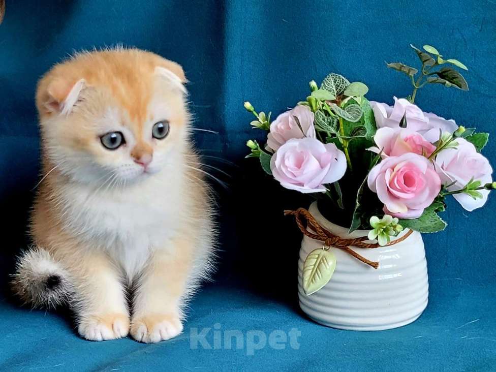 Кошки в Санкт-Петербурге: Котята фолд и страйт Мальчик, 50 000 руб. - фото 1