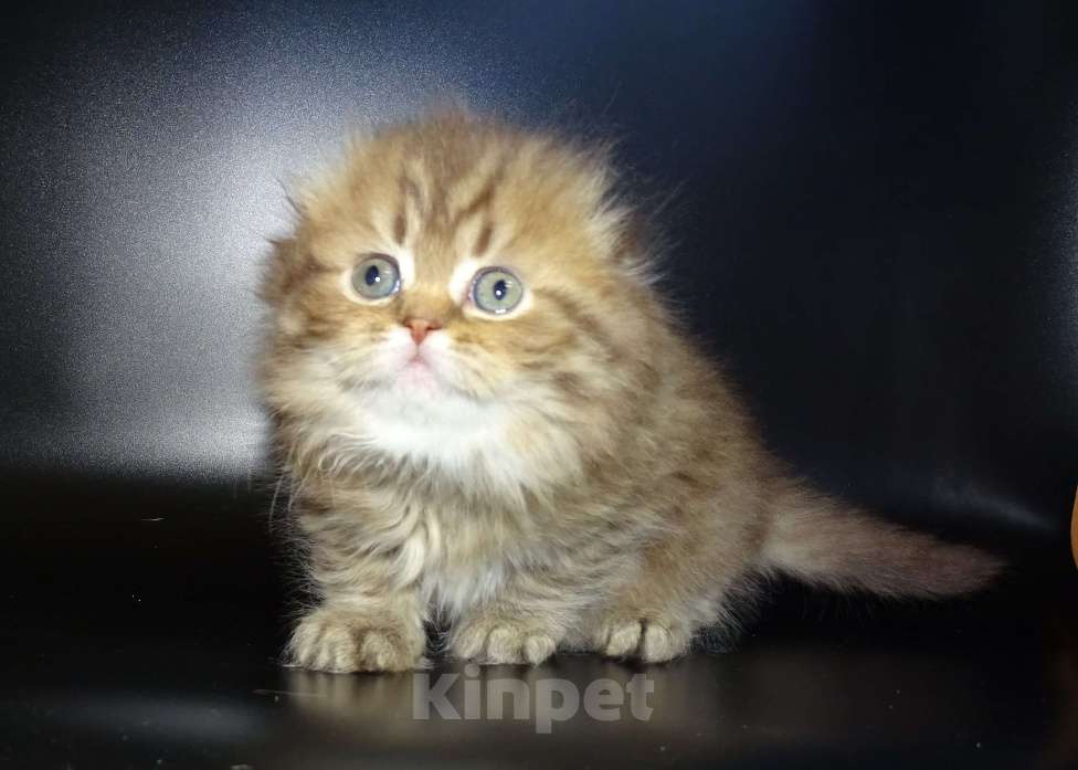 Кошки в Москве: Шотланские котята, шоколадный окрас, девочки, БРИД-класс Девочка, 30 000 руб. - фото 4