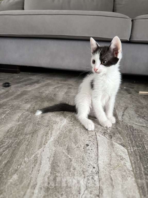 Кошки в других городах Московской области: Котик по кличке пират 🏴‍☠️ 2 месяца.  Мальчик, 100 руб. - фото 5