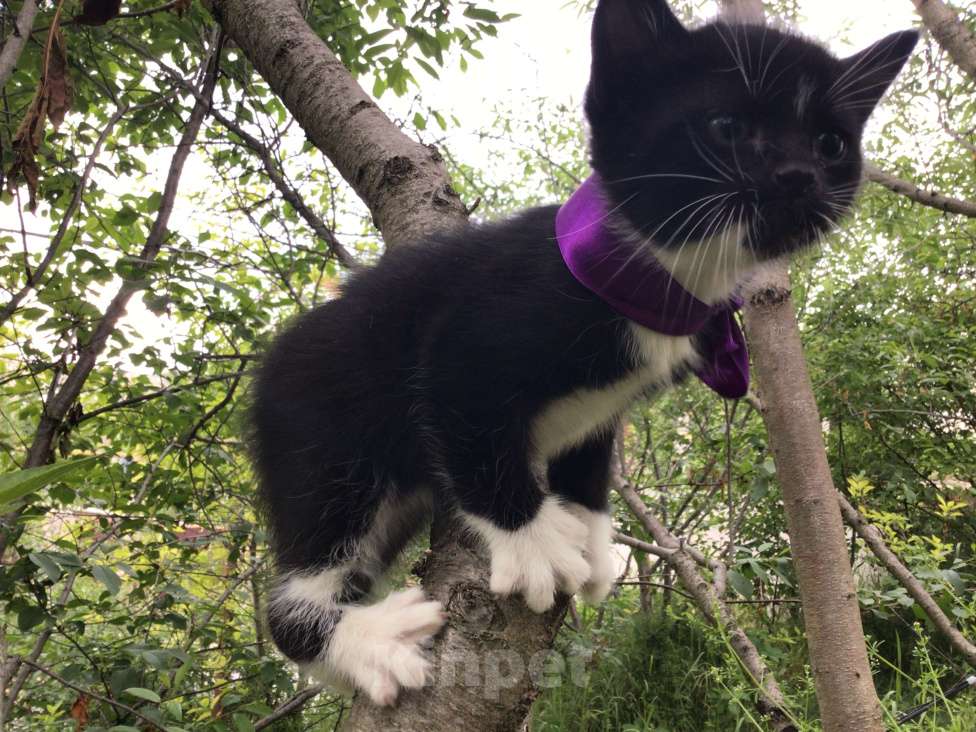 Кошки в Симферополе: Котик Мальчик, Бесплатно - фото 1