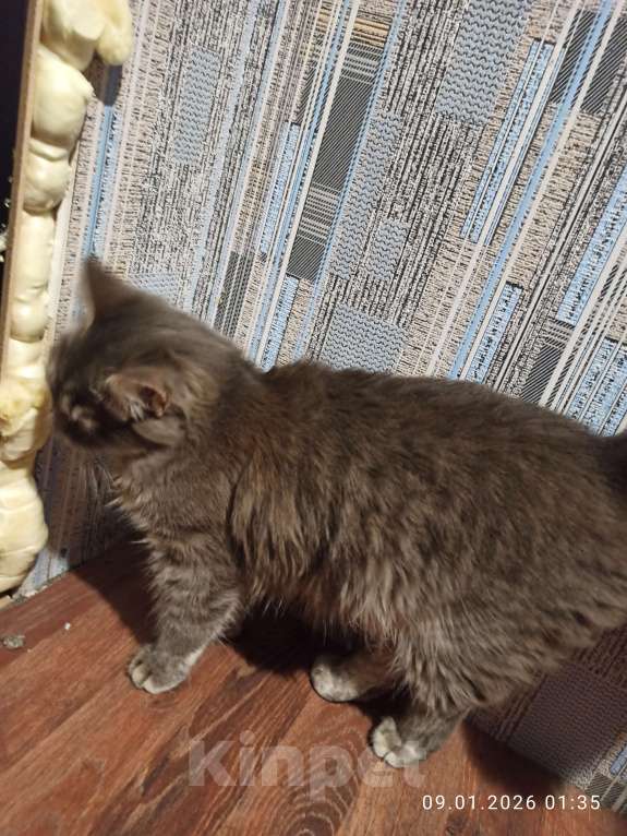 Кошки в Ростове-на-Дону: Кошечка Пухля Девочка, Бесплатно - фото 3