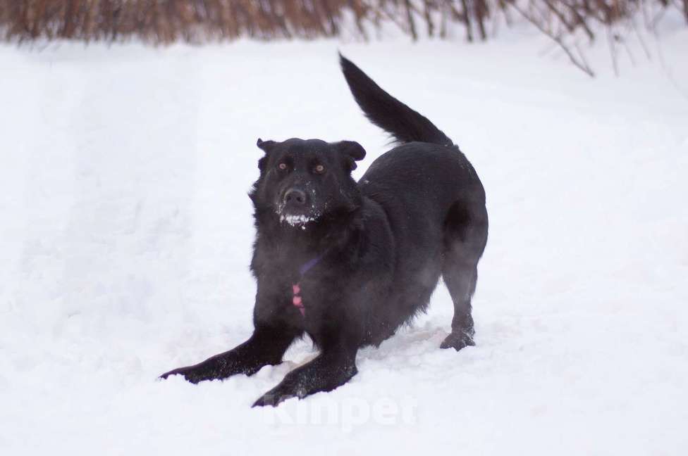 Собаки в Москве: Обычный пёс Чако с идеальным характером в поисках дома Мальчик, Бесплатно - фото 3