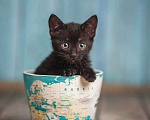 Кошки в Волжском: Черный маленький котенок Дваня в добрые руки Девочка, Бесплатно - фото 7