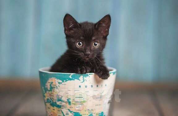 Кошки в Волжском: Черный маленький котенок Дваня в добрые руки Девочка, Бесплатно - фото 7