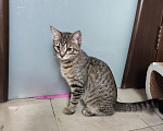 Кошки в Москве: Котенок в добрые руки Девочка, Бесплатно - фото 6