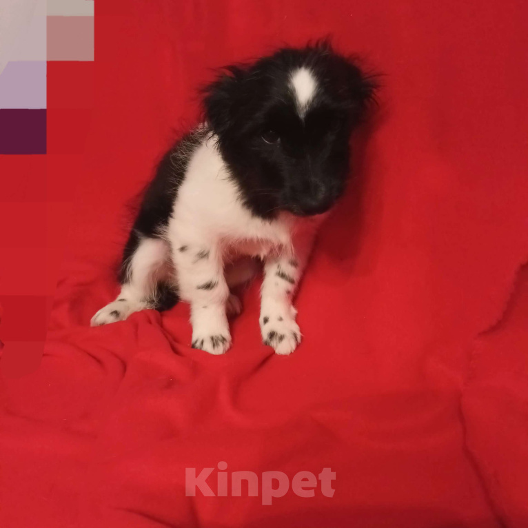 Собаки в Санкт-Петербурге: Щенок в добрые руки  Мальчик, Бесплатно - фото 3