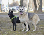 Собаки в Москве: Собака бесплатно. Москва и МО. Берта. Девочка, Бесплатно - фото 4