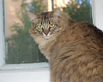 Кошки в Москве: Кошка Лея ищет дом Девочка, Бесплатно - фото 5