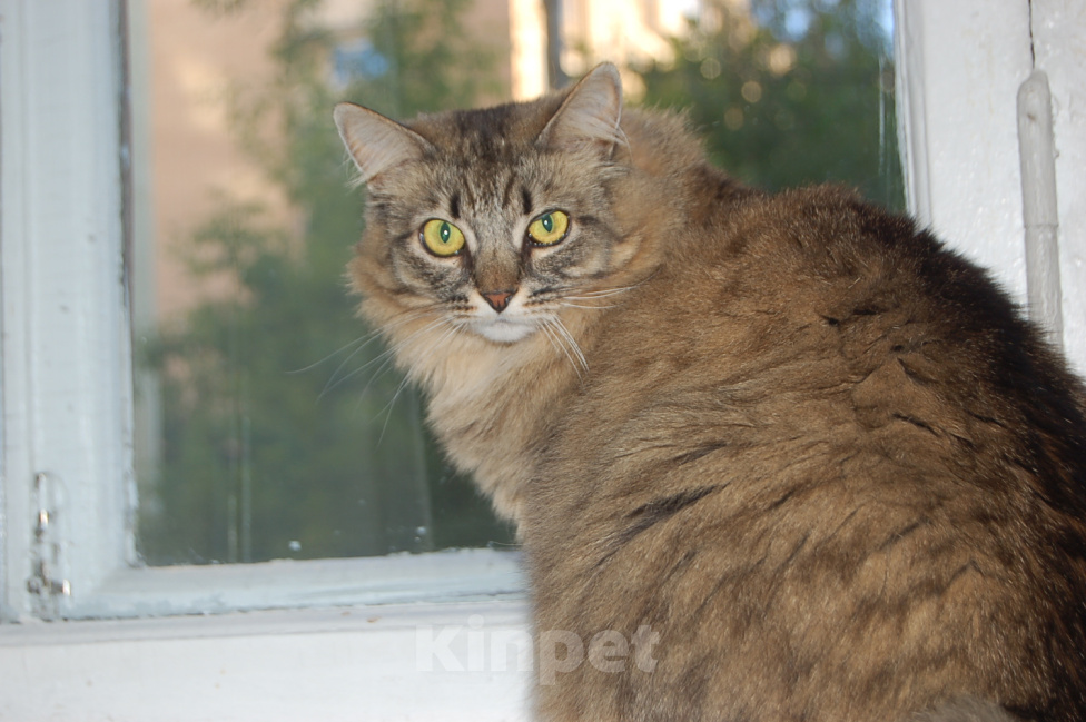 Кошки в Москве: Кошка Лея ищет дом Девочка, Бесплатно - фото 5