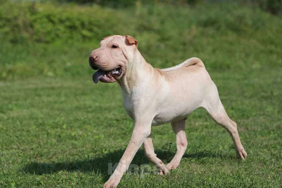Собаки в Екатеринбурге: Шарпей кремовый мальчик Мальчик, 30 000 руб. - фото 2