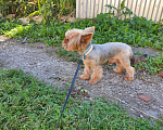 Собаки в Туле: Жених на вязку♡+♡=♡, 2 000 руб. - фото 6