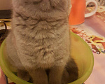 Кошки в Ливны: Британские котята, 10 000 руб. - фото 3