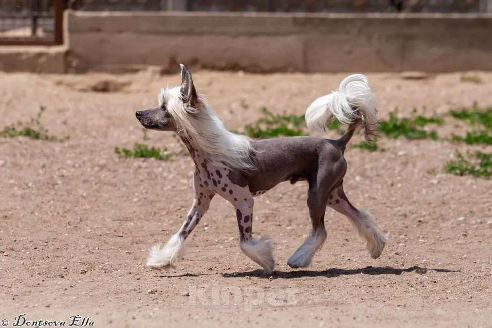 Собаки в других городах Московской области: Подрощеный голый кобель Логан Мальчик, Бесплатно - фото 2