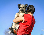 Собаки в Троицке: Малыш в добрые руки Мальчик, Бесплатно - фото 3