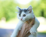 Кошки в Москве: Котенок Сеня ищет дом Мальчик, Бесплатно - фото 6