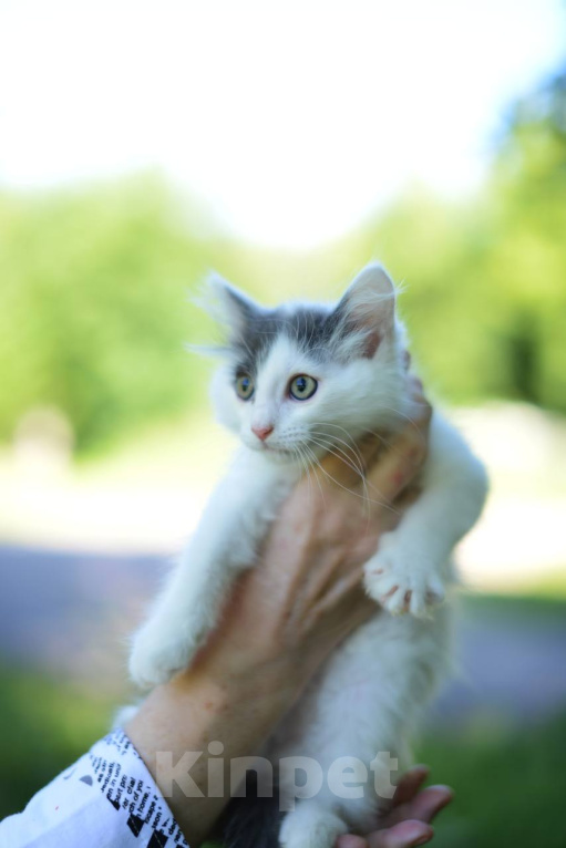 Кошки в Москве: Котенок Сеня ищет дом Мальчик, Бесплатно - фото 6