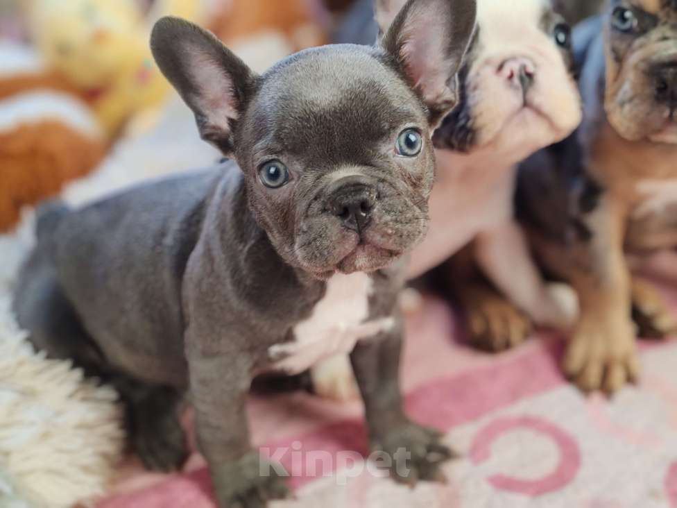 Собаки в Санкт-Петербурге: Шикарный лиловый мальчик Мальчик, 60 000 руб. - фото 7