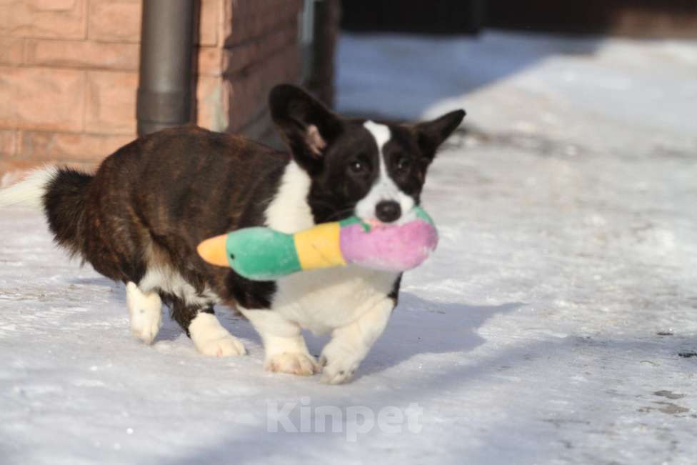 Собаки в Москве: Вельш корги кардиган Девочка, 25 000 руб. - фото 9
