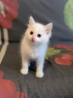 Котята  1,5 месяца