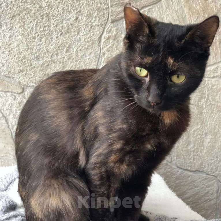 Кошки в Москве: Кошечке грозит выпуск на улицу 🆘️ Меньше недели на поиски дома Девочка, Бесплатно - фото 2