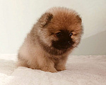Собаки в Москве: Померанский шпиц,девочка Девочка, 25 000 руб. - фото 2