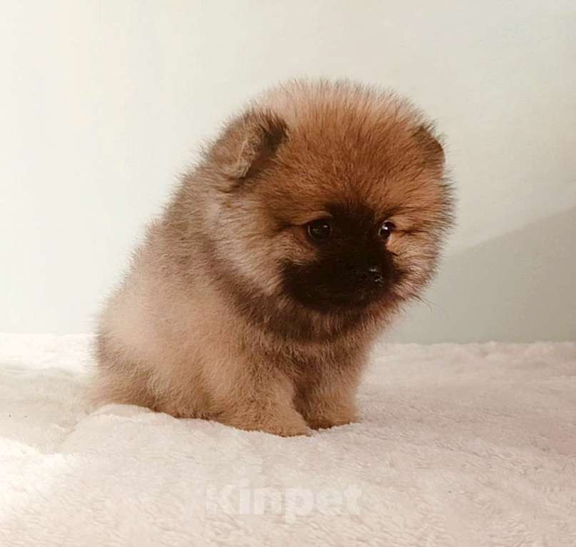 Собаки в Москве: Померанский шпиц,девочка Девочка, 25 000 руб. - фото 2