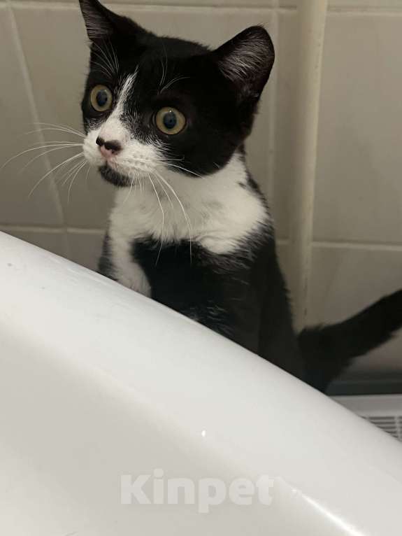 Кошки в Калининграде: Ищу семью Мальчик, Бесплатно - фото 2