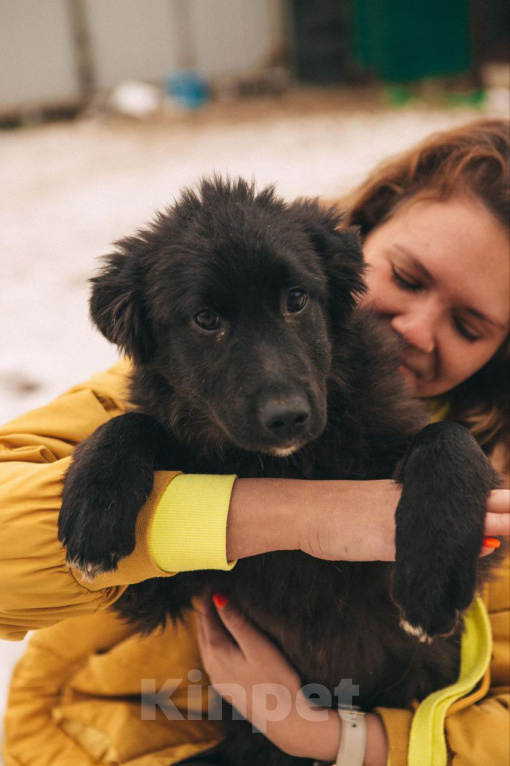 Собаки в Рязани: Баффи - умная малышка Девочка, Бесплатно - фото 5