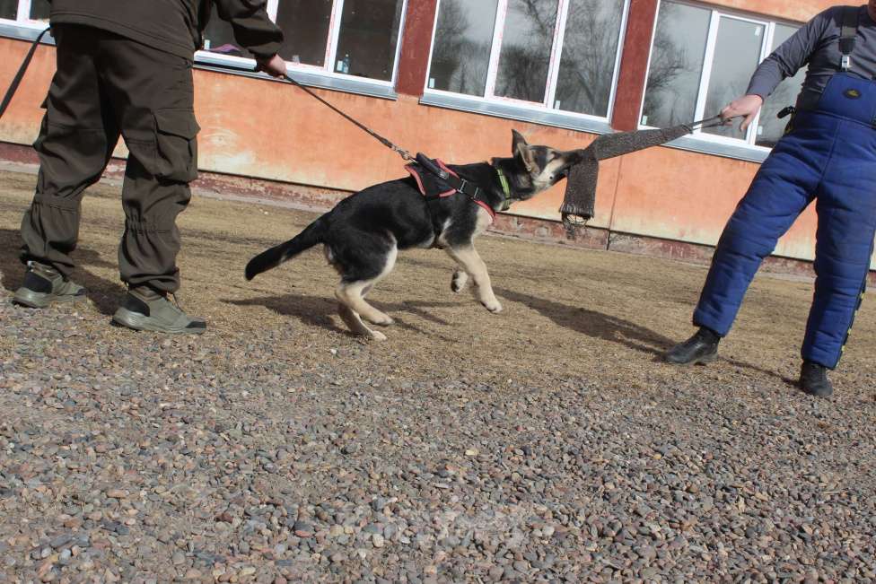 Собаки в Красноярске: Щенок ВЕО Нелли Голд Девочка, Бесплатно - фото 6